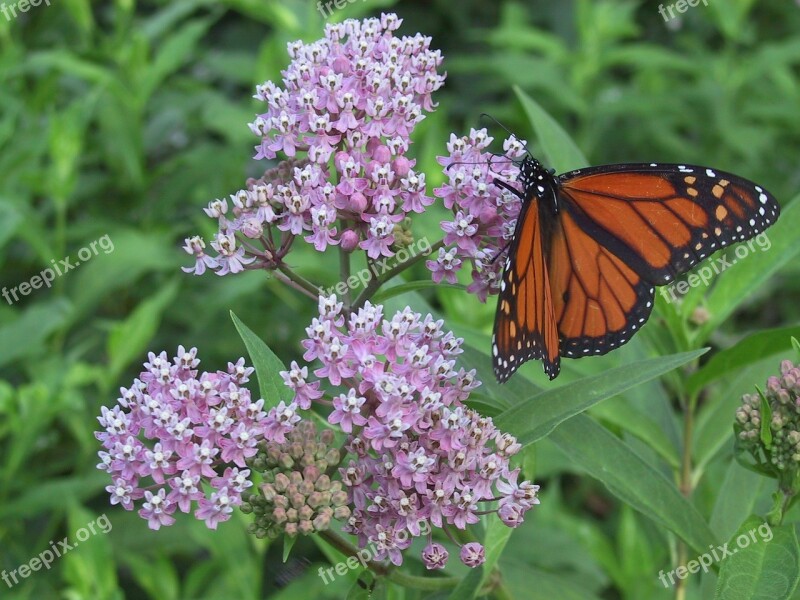 Monarch Milkweed Orange Butterfly Nature