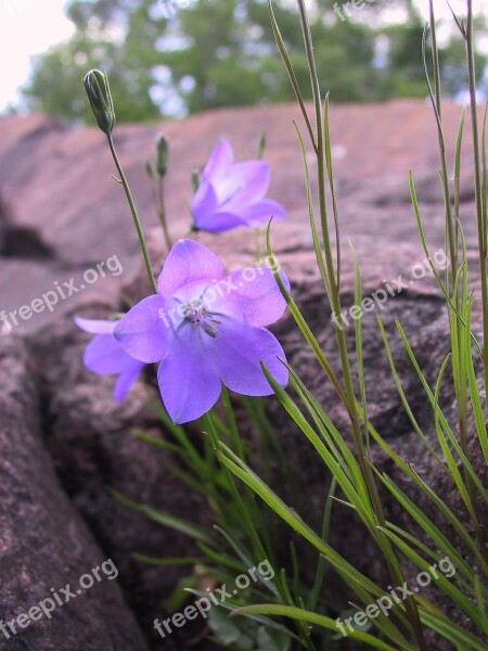 Bluebell Rocks Lake Superior Minnesota Green