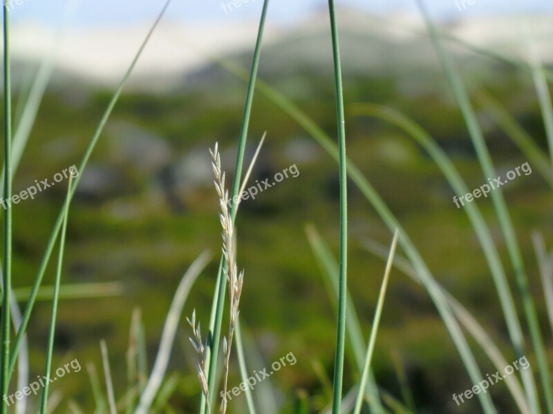 Grass Green Nature Plant Growth