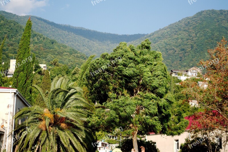 Mountains Palm Trees Beauty Free Photos