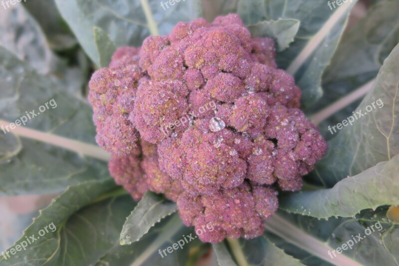 Purple Broccoli Small Fresh Free Photos