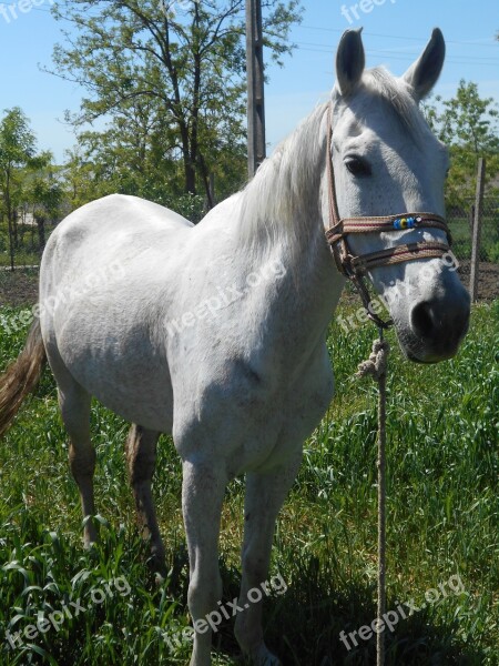 Horse Casicea Romania Tatar Life Tatars