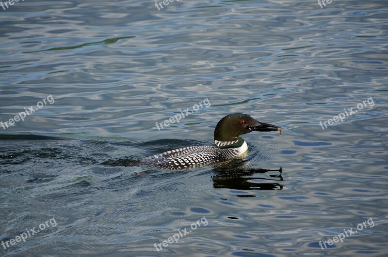 Loon Water Lake Wildlife Nature