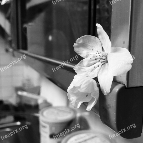 Flower Kitchen White Flower Free Photos