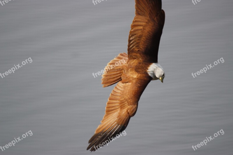 Eagle Flight Nature Bird Wild