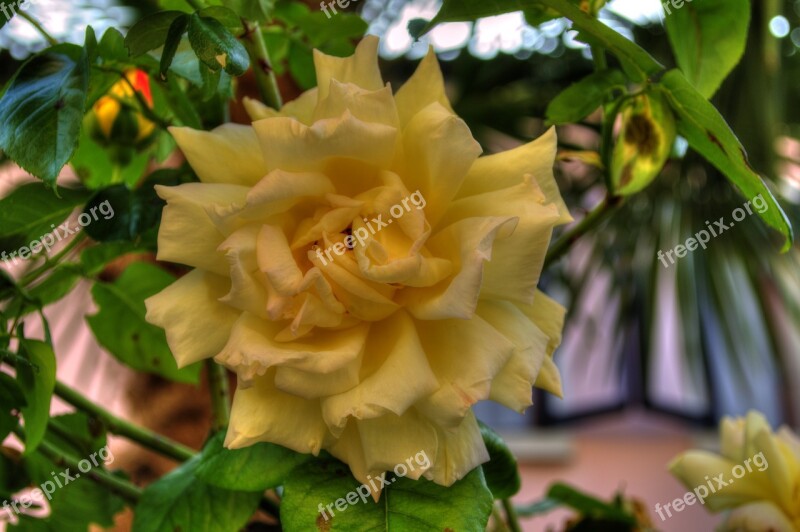 Flower Rose Bloom Plant Petal