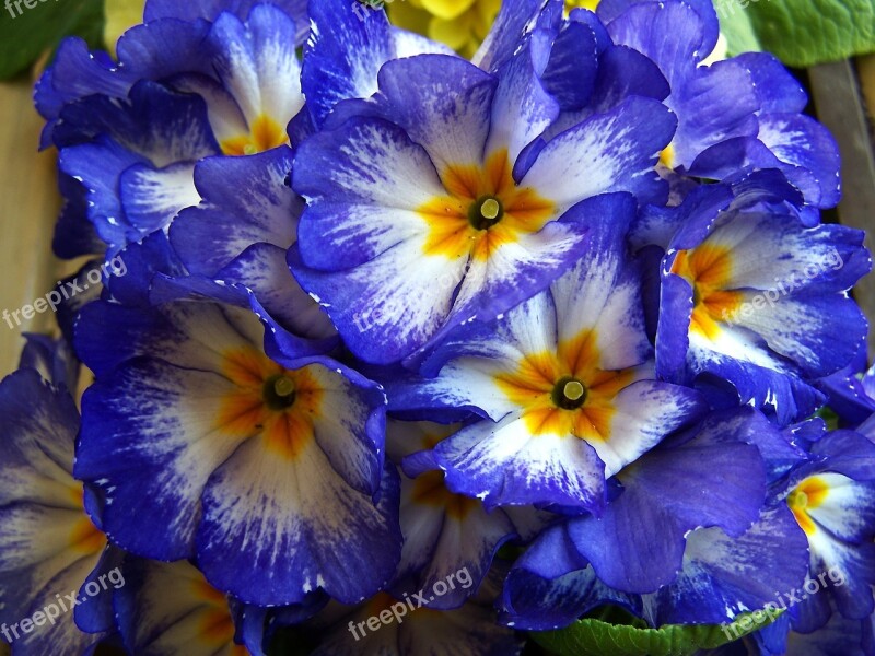 Spring Flowers Blue Primrose Free Photos