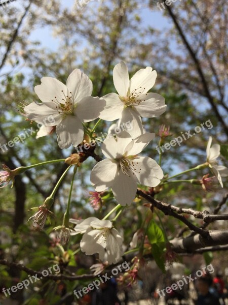 White Cherry Blossom Petal Squid Free Photos