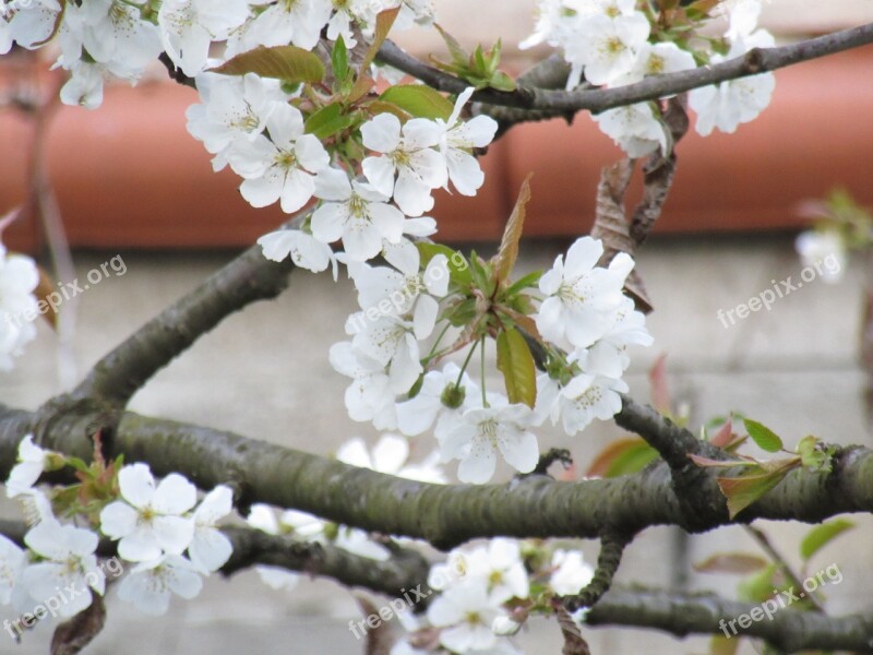 Flowers White Flower Branch Tree Cherry