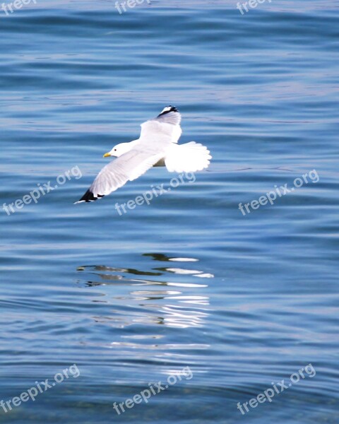 Water Bird Seagull Flight Glide Plumage