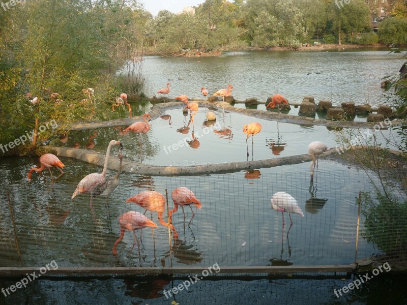 Flamingo Zoo Pond Pink Flamingo Nature