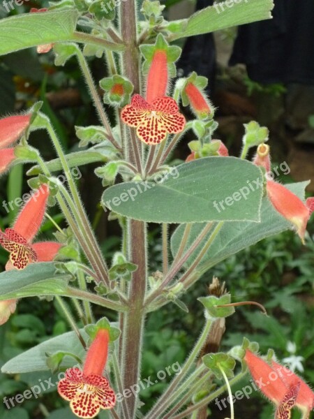 Plant Flowers Red Velvet Flower