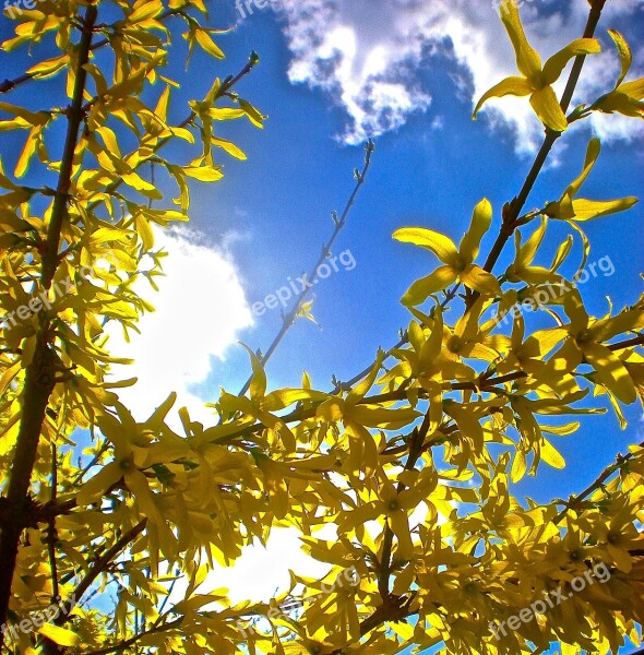 Branch Flowers Yellow Blooms Tree Free Photos