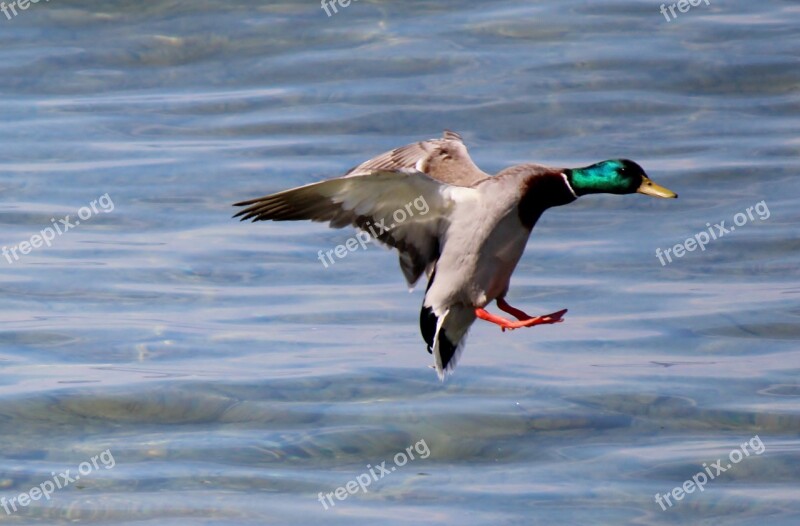 Duck Drake Flight Landing Plumage