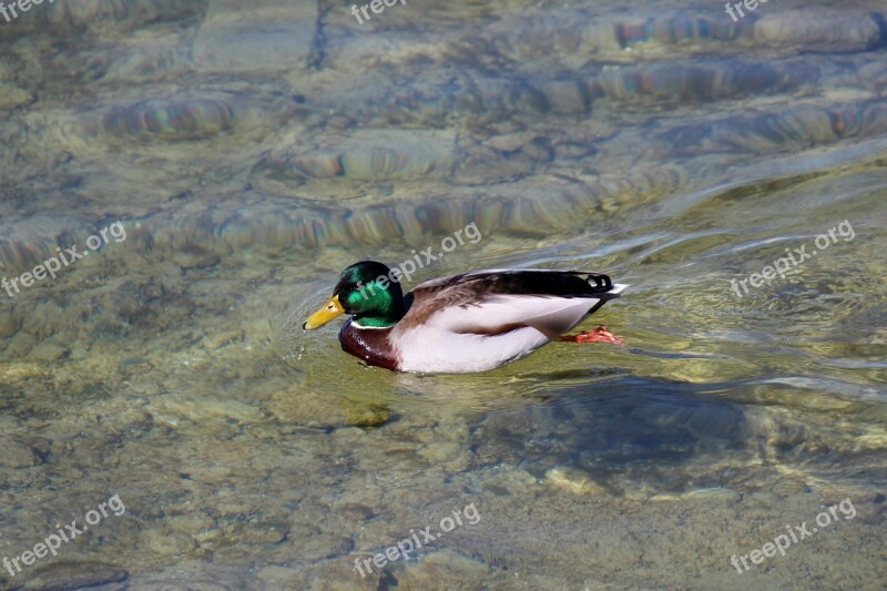 Duck Drake Mallard Plumage Colorful