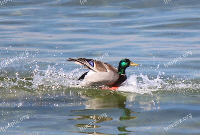 Water Bird Mallard Drake Landing Landed