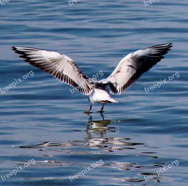 Water Bird Seagull Flutter Wing Plumage