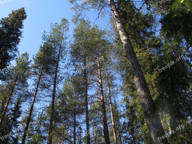 Pine Trees Pine Forest Timber Forest Free Photos