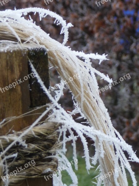 Nature Frost Winter Cold Ice