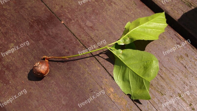 Seed Leaves Loot Uprooted Table