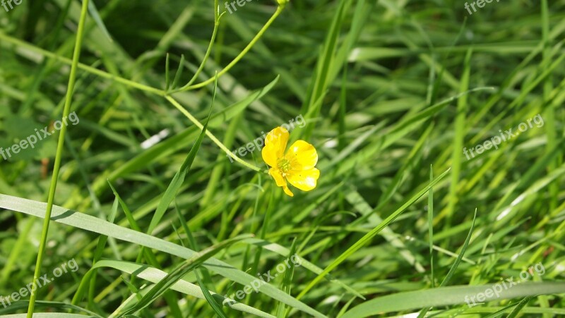 Buttercup Grass Yellow Green Nature