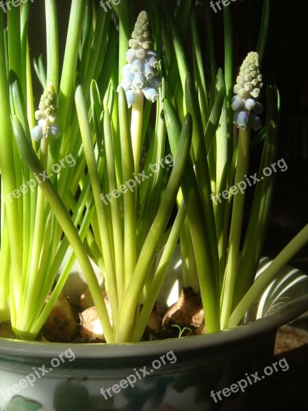 Muscari Botryoides Sunlight Flower Pot Bloom Spring Flower