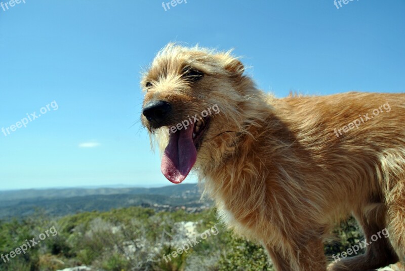 Dog Friend Mountain Animals Pet