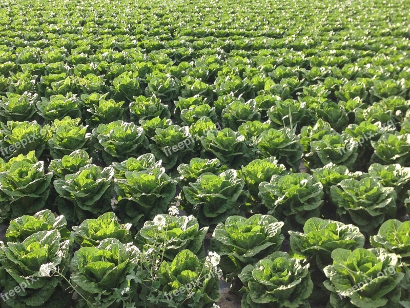 Salad Agriculture Field Work In The Fields Free Photos