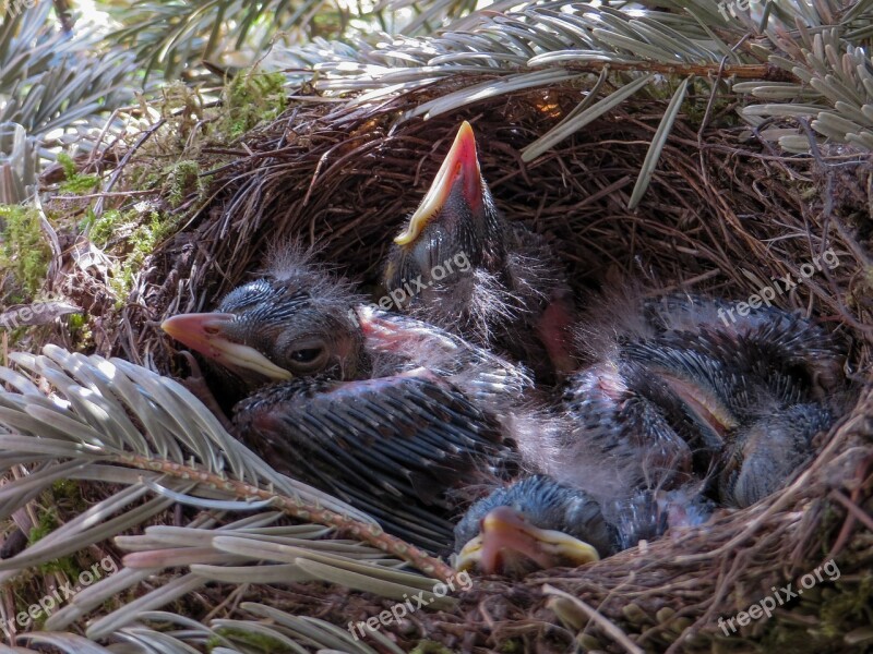 Spring Blackbird Nest Bird's Nest Blackbird Nest