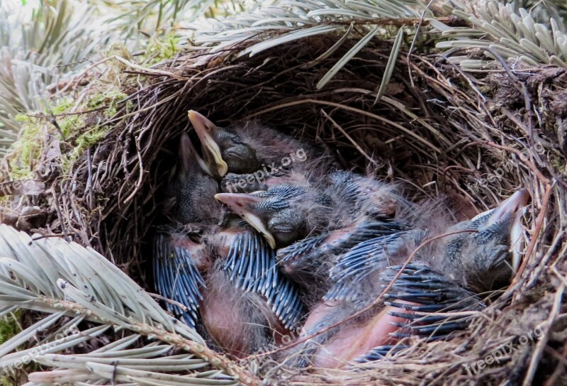 Spring Blackbird Nest Bird's Nest Blackbird Nest