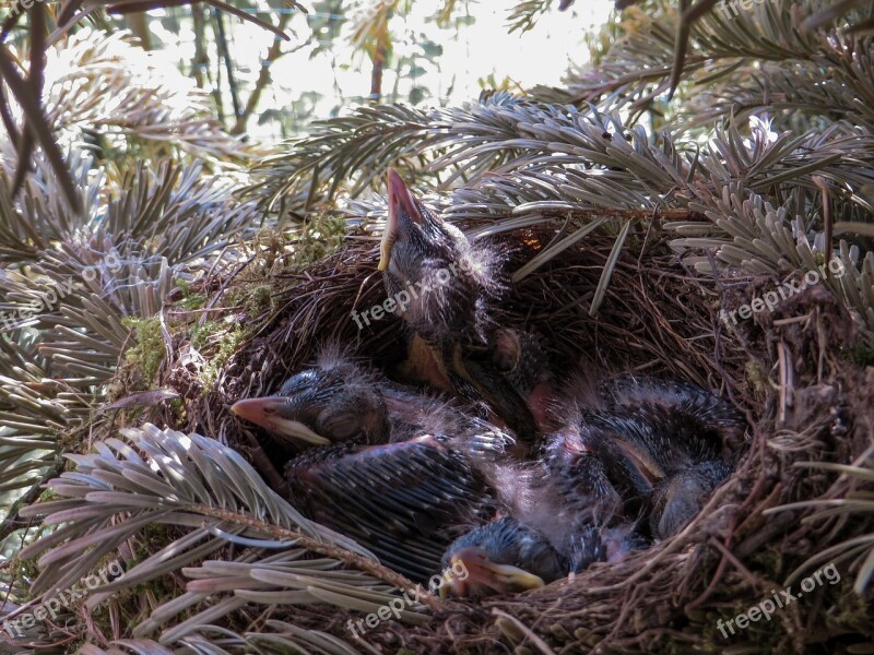 Spring Blackbird Nest Bird's Nest Blackbird Nest