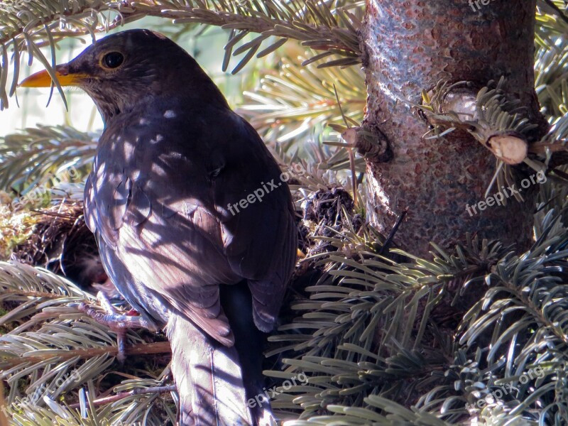 Spring Blackbird Nest Bird's Nest Blackbird Nest