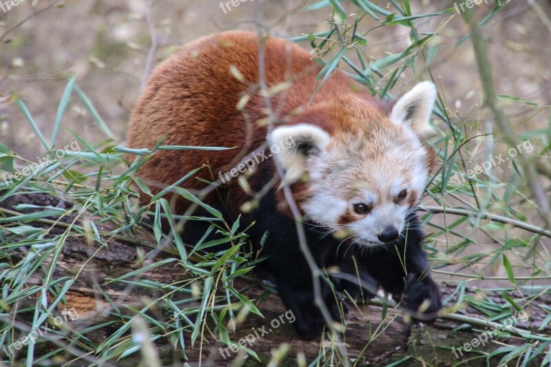 Panda Bear Red Panda Free Photos