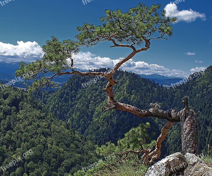 Tree Nature Stock Photo Of The Tree Double-jointed And Has A Stock Coniferous