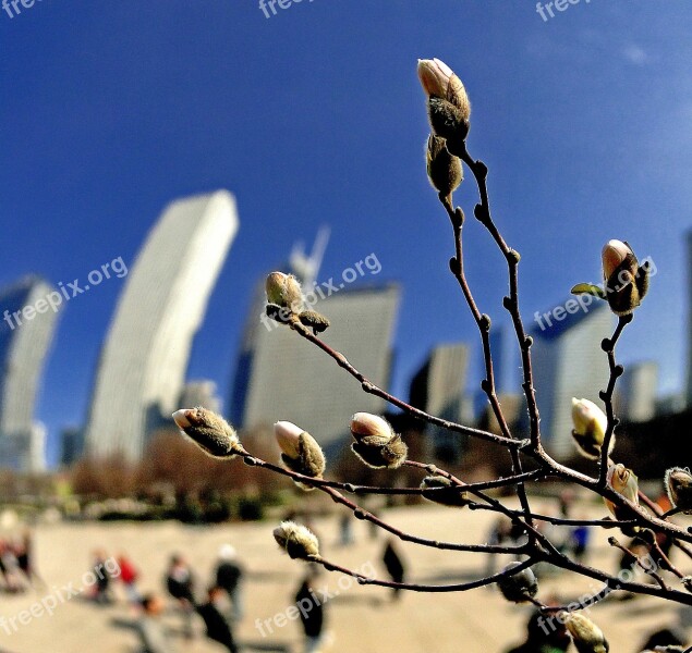 Magnolia Flowers Buds In Bloom Spring Flourishing