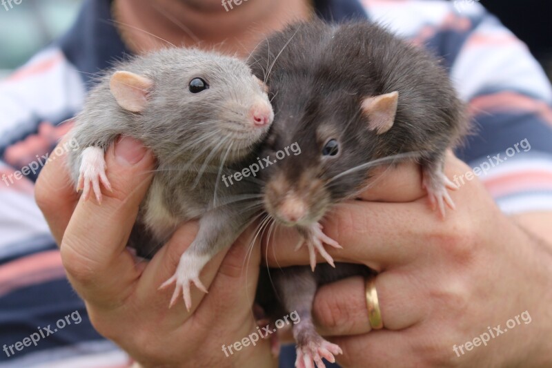 Animals Rats Cute Pet Fur