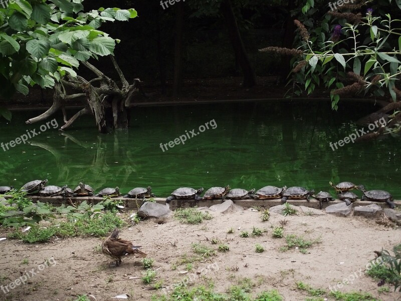 Turtle Zoo Water Free Photos