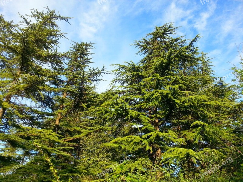 Nature Tree Botanic Tbilisi Georgia