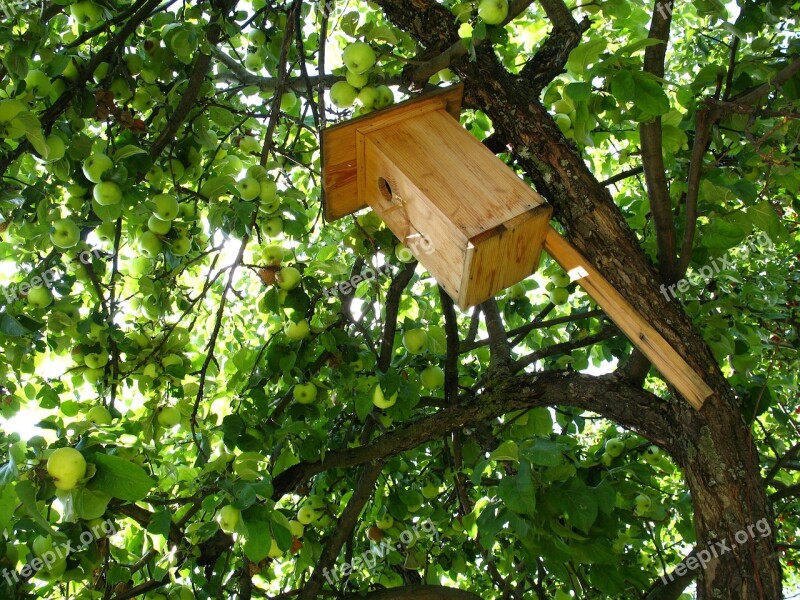 Birdhouse Tree Apple Tree Living Nature Village