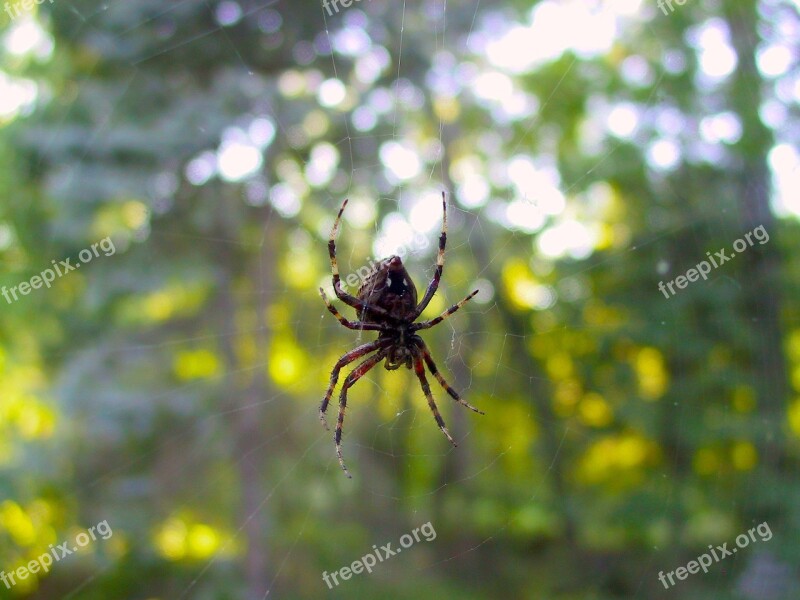 Spider Window Web Spiderweb Underside