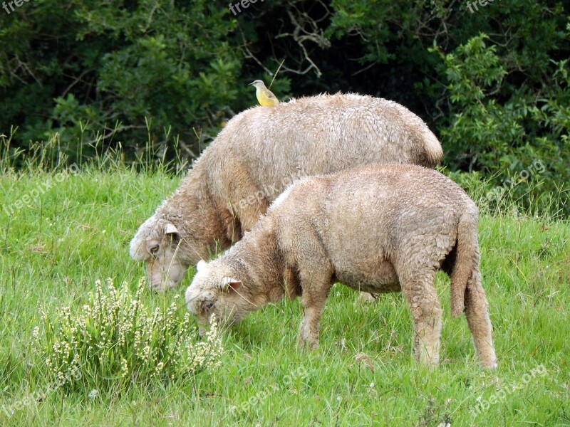 Sheep Bird Canguçu Free Photos