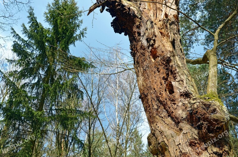 Forest Tree Spring Nature Wood