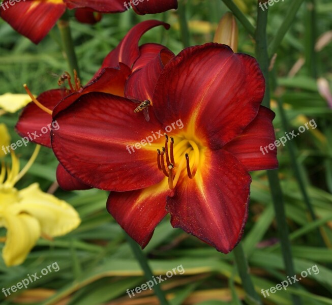 Lily Garden Flower Blossom Bloom