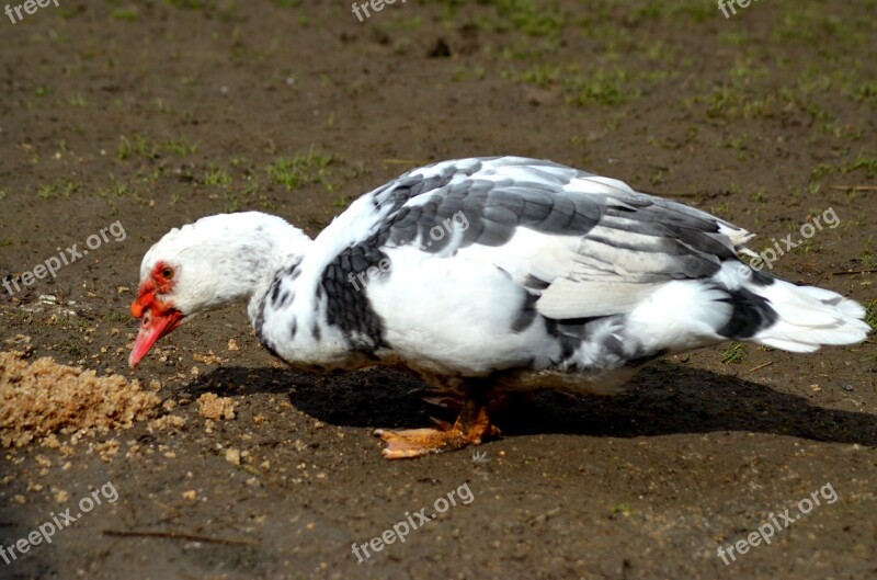 Duck Kaczor Zwierzaczek Wild Winter