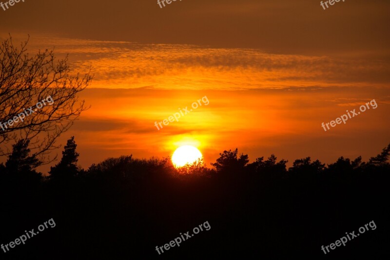 Sunset Forest Yellow Orange Mood