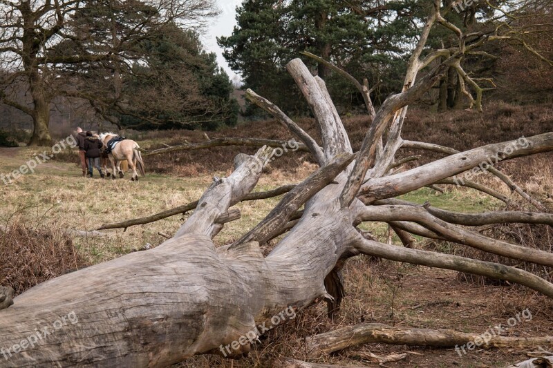 Tree Horses Morsch Aesthetic Frame