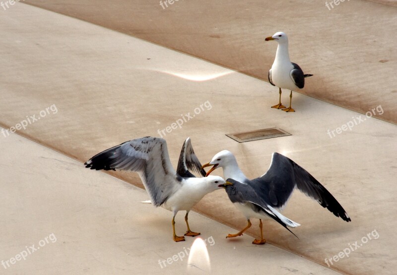 Seagull Combat Injury Wing Free Photos