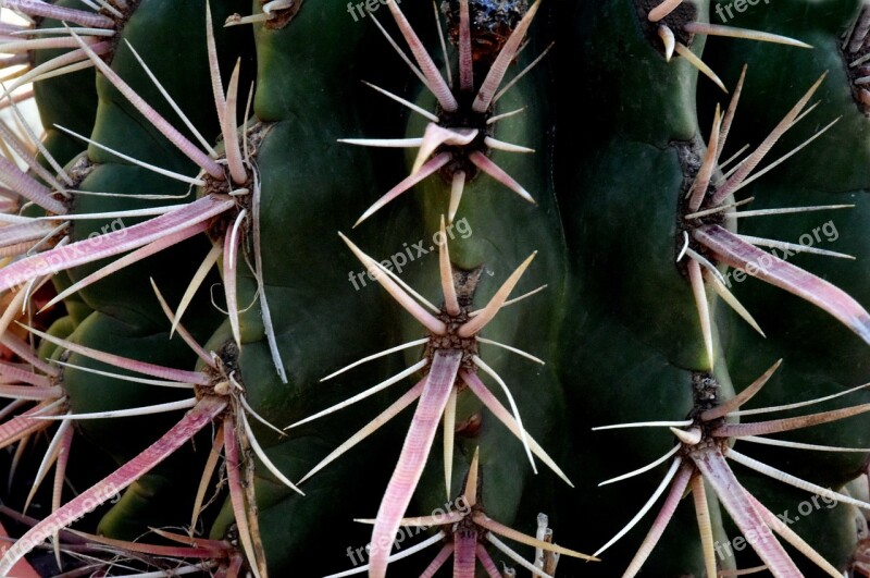 Cactus Quills Spain Plant Thorns