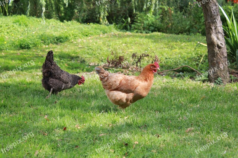 Chickens Country Side Birds Household Free Photos