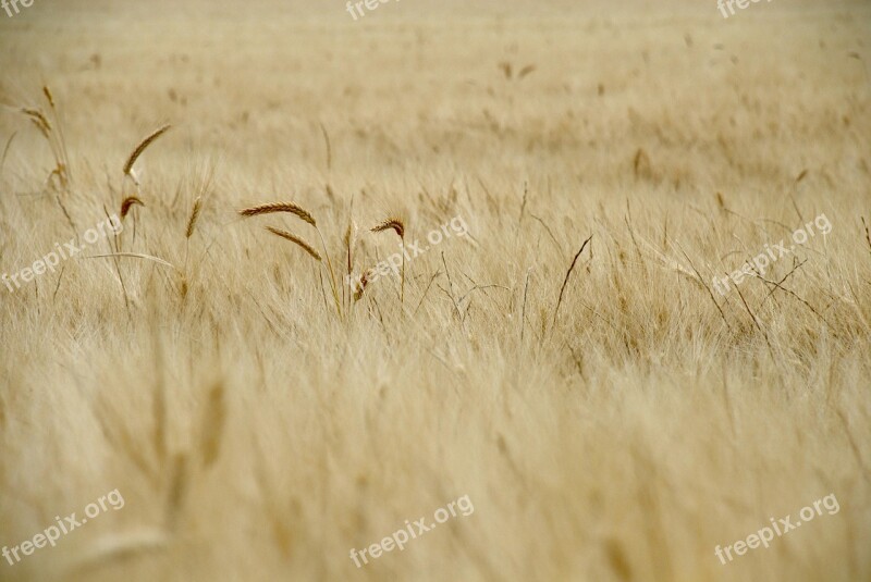 Wheat Field Spring Cereals Rural